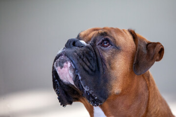 portrait of a boxer