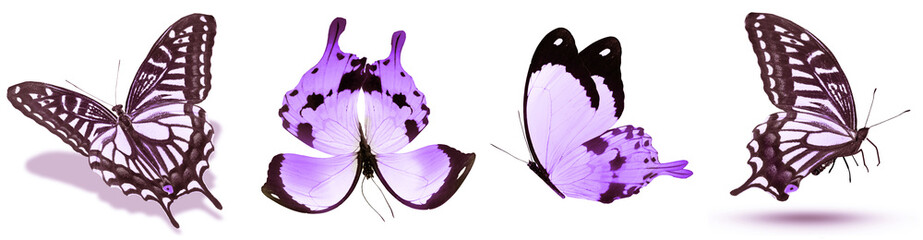 Color natural and watercolor butterflies , isolated on white background