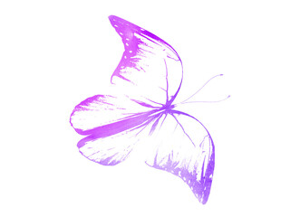 Color watercolor abstract butterfly , isolated on white background