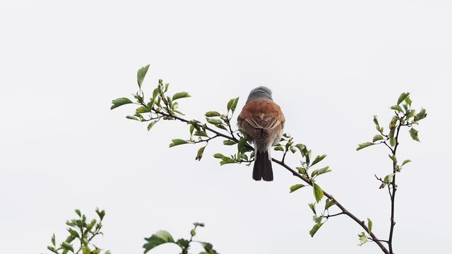 Neunt&ouml;ter-M&auml;nnchen wiegt sich im Wind