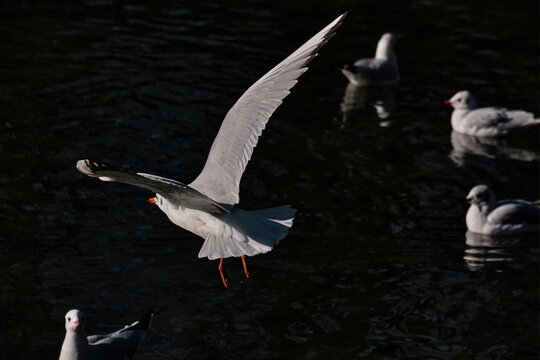 White and grey Seagull in flight