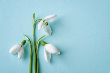 Three white delicate snowdrops against blue background. Delicate first spring flowers Galanthus Nivalis close-up. Spring season holidays greeting card mock-up. Copy space.