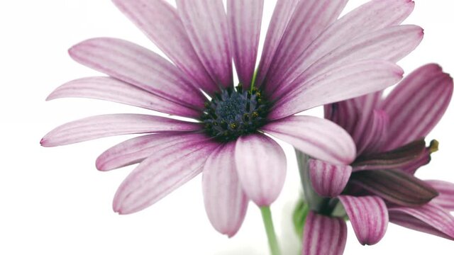 Flowers opening. Timelapse of beautiful pink cape marguerite Osteospermum or Dimorphotheca flowers blooming, isolated on white background. Time lapse. African daisy bunch, spring flower open, close-up