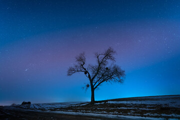 Obraz na płótnie Canvas Lonely tree on a background of starry sky