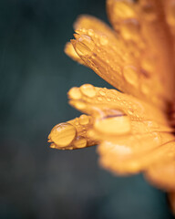 gotas de agua en una flor