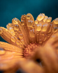 gotas de agua en una flor