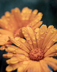 gotas de agua en flor