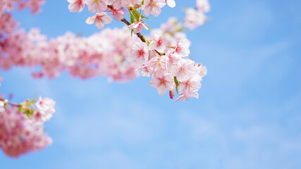 河津桜と青空