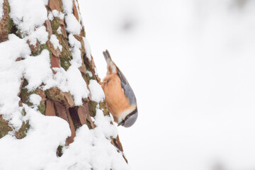 Nuthatch bird in the snow