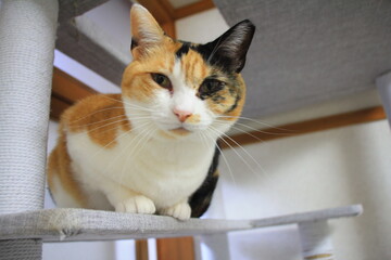 のんびりする猫