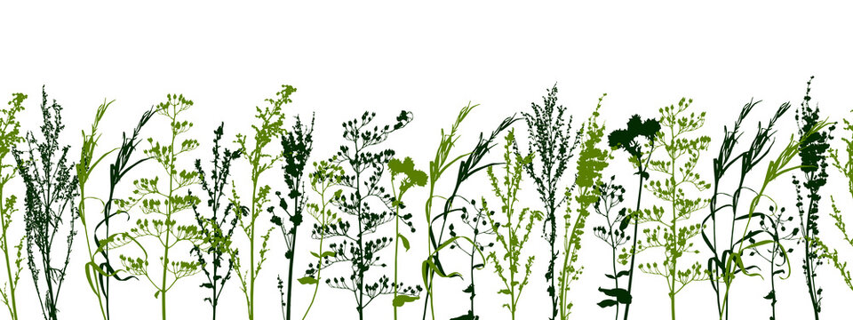Seamless border with wild herbs - fresh grass isolated on white - green plants - herbal silhouettes for spring and summer natural design