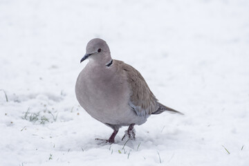 Pigeon bird in the snow