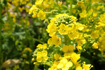 菜の花 鮮やか 黄色 可憐 花畑 美しい 優美 可憐 落ち着いた 淡い パステル