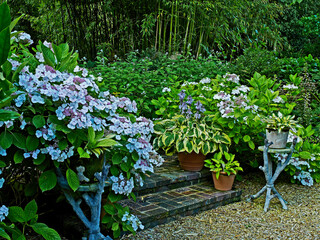 Flowering Hydrangeas and Hostas at the enterance to the 'Jardin Exotique'