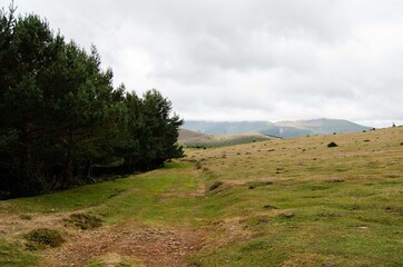 Fototapeta premium Road in the mountain with a cow La Rioja