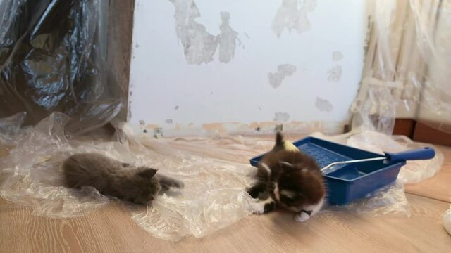 cute gray kitten playing with construction film in the house during renovation