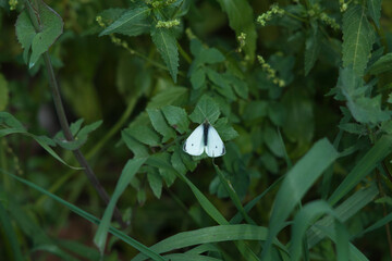 mariposa posada sobre platas verdes