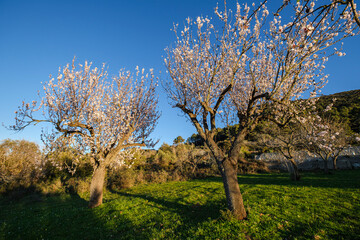 almond blossoms, Randa, Mallorca, Balearic Islands, Spain