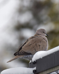 Pigeon bird in the snow
