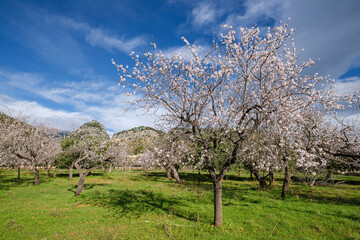 almond blossom, Caimari, Mallorca, Balearic Islands, Spain