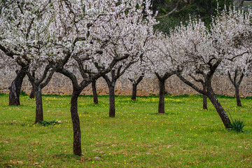 field of almond blossoms, Mancor de la Vall, Mallorca, Balearic Islands, Spain