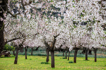 field of almond blossoms, Mancor de la Vall, Mallorca, Balearic Islands, Spain