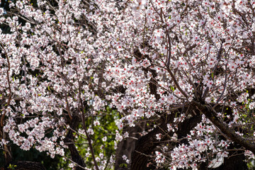 flowering almond tree, Bunyola, Mallorca, Balearic Islands, Spain
