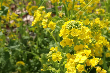 菜の花 黄色 鮮やか 綺麗 美しい 優美 可憐 落ち着いた イエロー 花畑