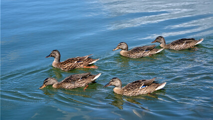 Group of female ducks mallard (Anas platyrhynchos) on water in France