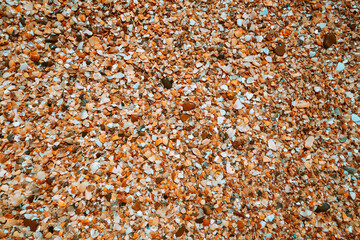Small seashells on a sandy golden beach. The texture of nature