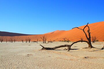 Fototapeta na wymiar Namibia Sossusvlei environment dead tree in desert