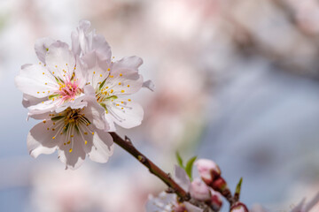 flowering almond tree, Bunyola, Mallorca, Balearic Islands, Spain