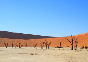 Namibia Sossusvlei environment dead tree in desert