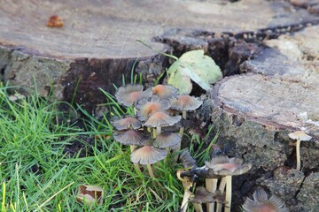 Wild mushrooms growing by tree stump