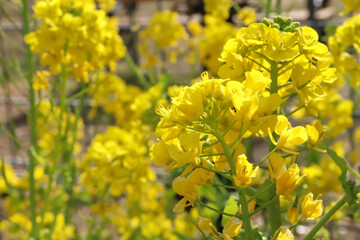 菜の花 黄色 鮮やか 美しい かわいい パステル 花 花畑 イエロー 自然
