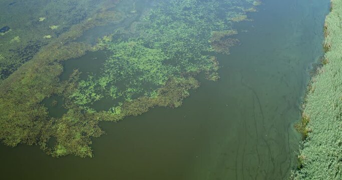 Aerial view of overgrown fishponds with water chestnut, Crna Mlaka