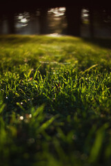 grass in the park