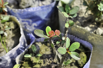 Selective focus shot of euphorbia mil