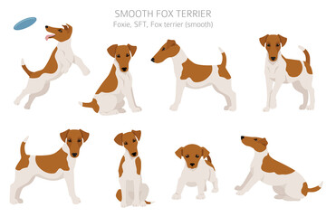 Smooth fox terrier clipart. Different poses, coat colors set. - obrazy, fototapety, plakaty
