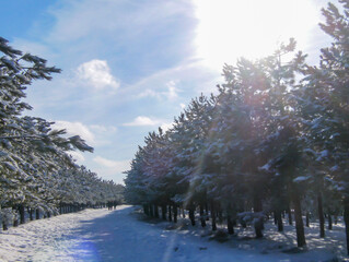 Snowy road between pine trees with beautiful blue sky and clouds in the background. Winter concept. Selective focus.