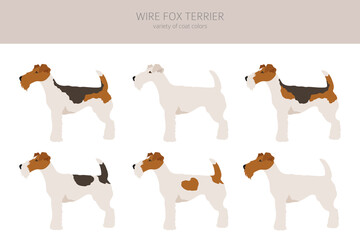 Wire fox terrier clipart. Different poses, coat colors set.