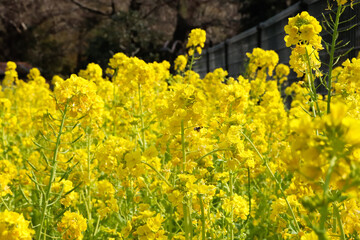 菜の花 花 花畑 春 鮮やか 綺麗 美しい かわいい イエロー 満開 ガーデン 春