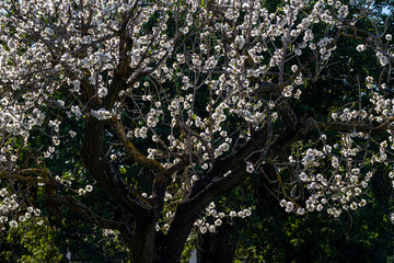 flowering almond tree, Bunyola, Mallorca, Balearic Islands, Spain