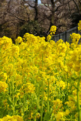 菜の花 黄色 鮮やか 美しい かわいい 満開 花畑 イエロー 花 春 