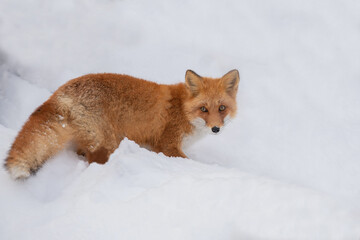 雪の中のキタキツネ
