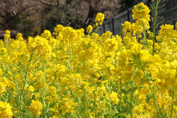 菜の花 綺麗 美しい イエロー 花 春 パステル 満開 かわいい キレイ 優美
