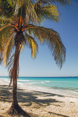 Obraz premium Palm trees on the beach in Latin America. Vacation in Cuba. beach between the palm trees. 