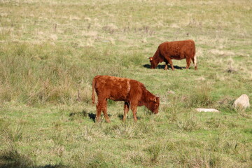 Les vaches de Salers