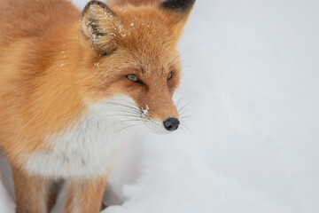 Obraz premium 雪の中のキタキツネ