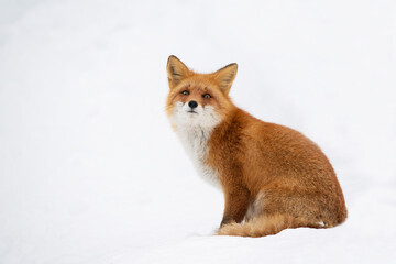 雪の中のキタキツネ
